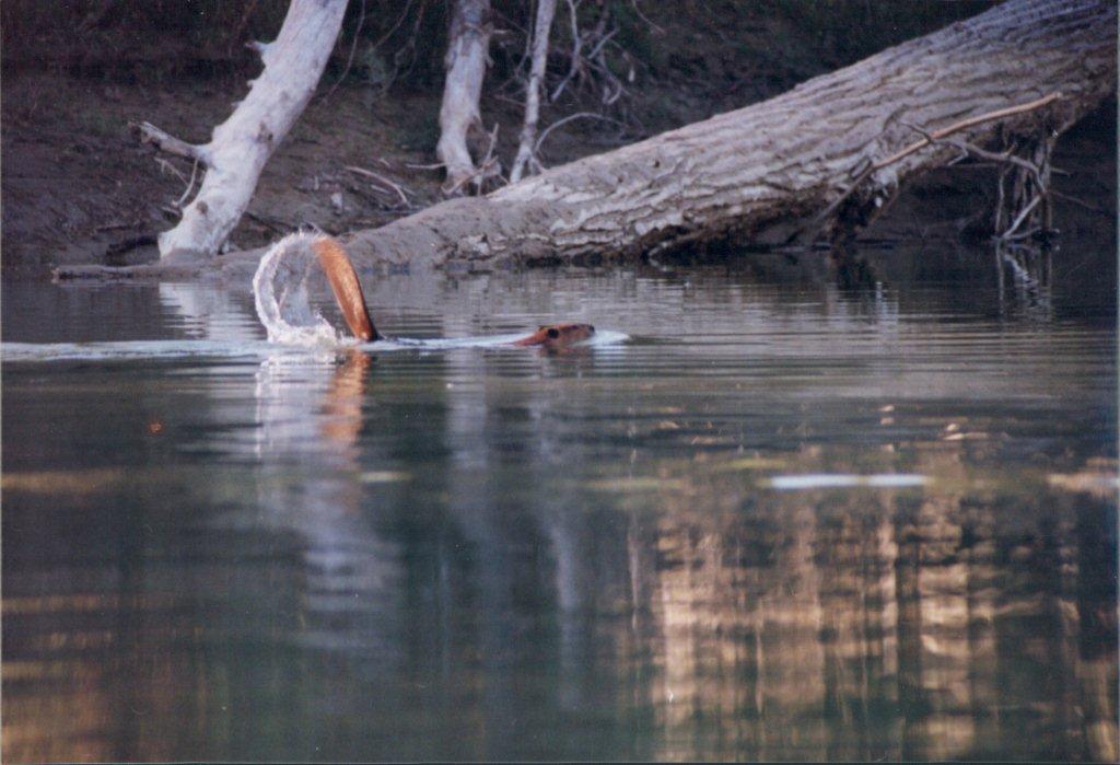 beavers-are-abundant-on-the-columbia-river-wetlands