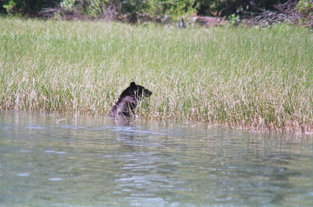 black-bear-on-columbia-river-wetlands