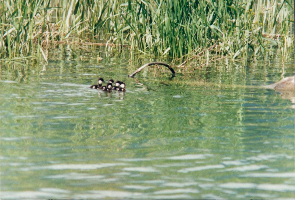 ducklings-enjoying-the-wetlands