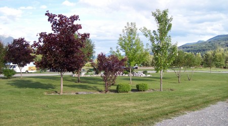 Trees and shrubs are growing