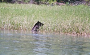 Black Bear on Columbia River Wetlands