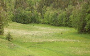 Black bears enjoying the meadows