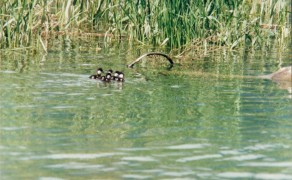 Ducklings enjoying the Wetlands
